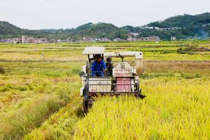湖南永州：农民驾驶农机抢收水稻