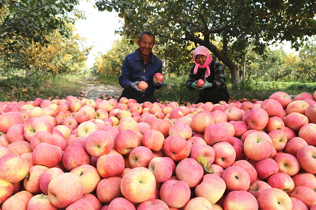 新疆阿克苏：“冰糖心”苹果喜获丰收