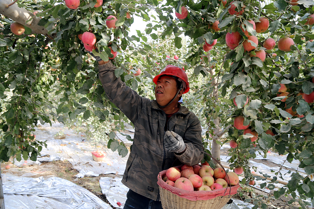 新疆阿克苏：“冰糖心”苹果喜获丰收
