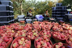 新疆阿克苏：“冰糖心”苹果喜获丰收