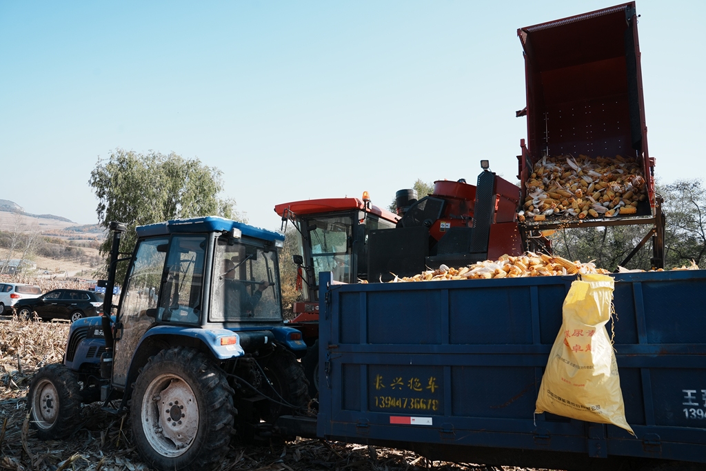 吉林延吉：玉米收割工作全面展开