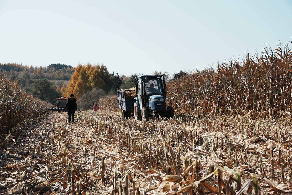 吉林延吉：玉米收割工作全面展开