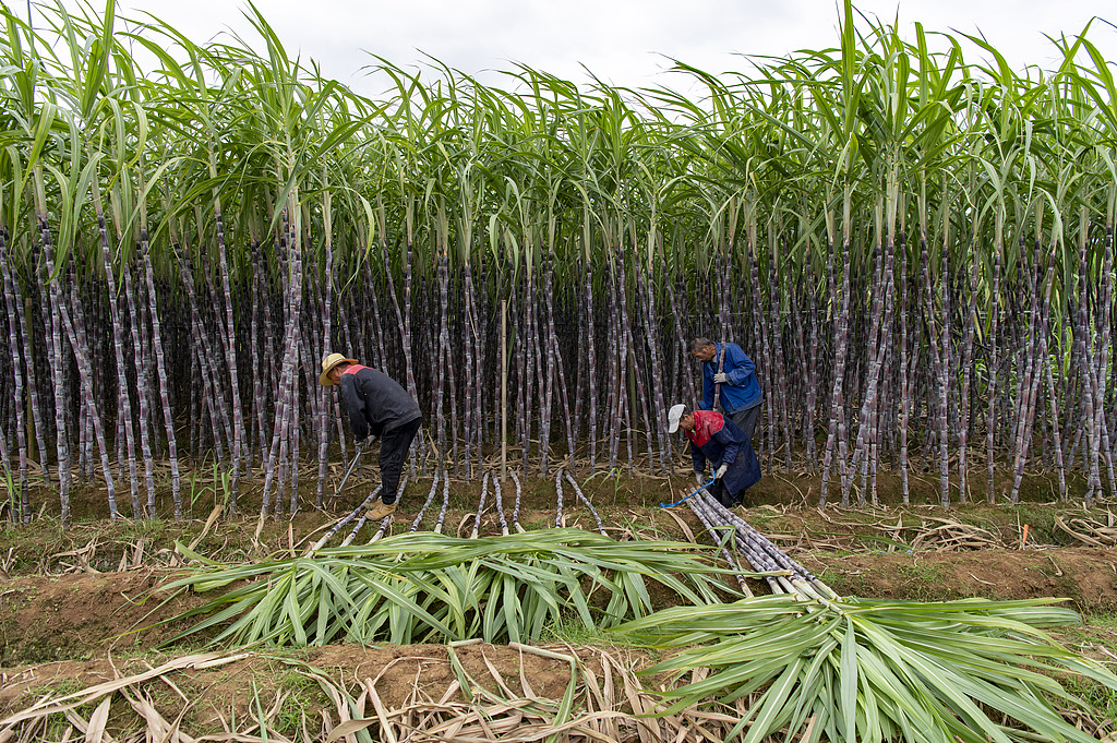 浙江兰溪：千亩蔗林迎丰收