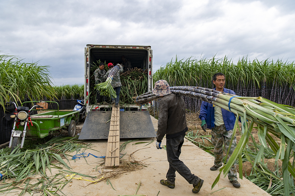 浙江兰溪：千亩蔗林迎丰收