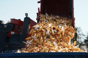 吉林延吉：玉米收割工作全面展开