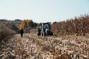 吉林延吉：玉米收割工作全面展开