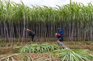 浙江兰溪：千亩蔗林迎丰收