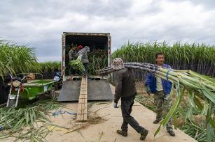 浙江兰溪：千亩蔗林迎丰收