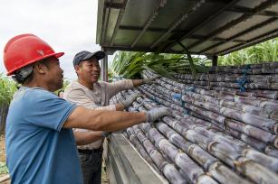 浙江兰溪：千亩蔗林迎丰收