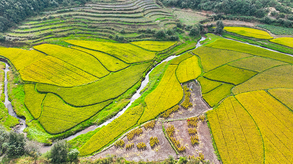 云南曲靖：天气晴好村民抢收水稻