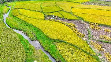 云南曲靖：天气晴好村民抢收水稻