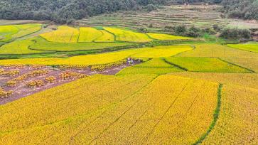 云南曲靖：天气晴好村民抢收水稻