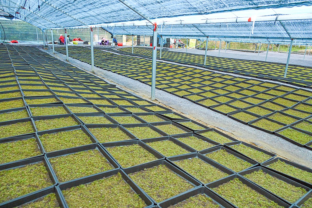 安徽安庆：村民在大棚内种植苔藓