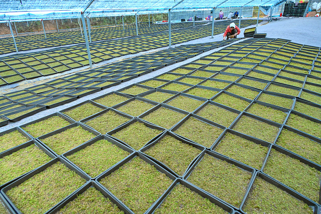 安徽安庆：村民在大棚内种植苔藓