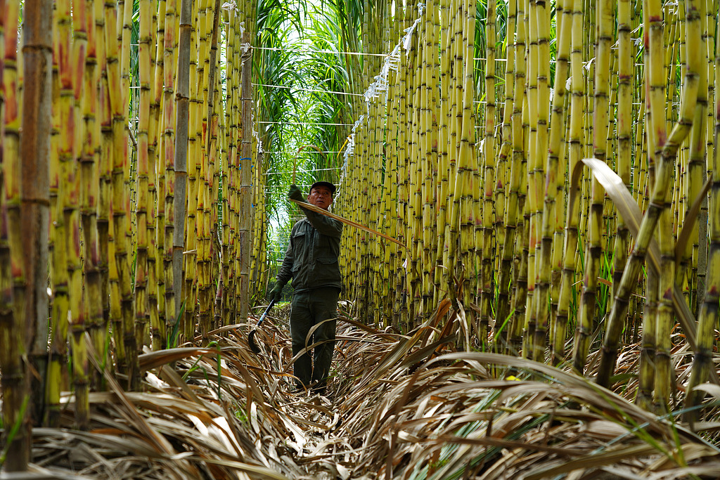 浙江乐清：农民在田地管护甘蔗