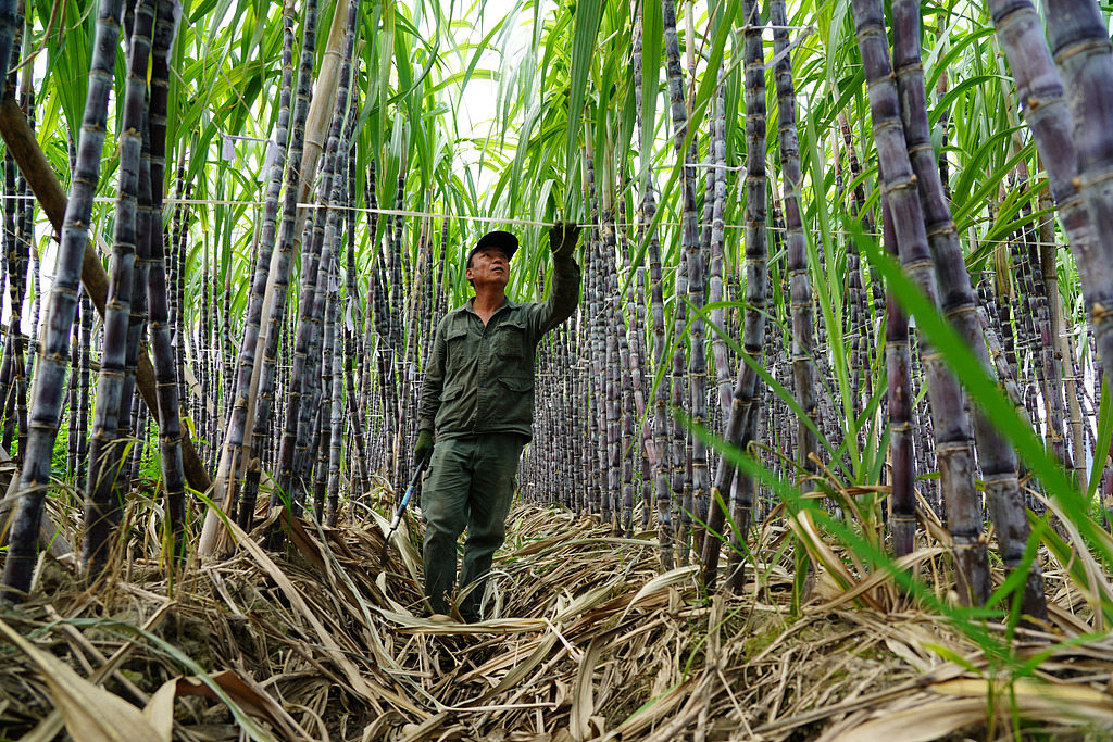 浙江乐清：农民在田地管护甘蔗
