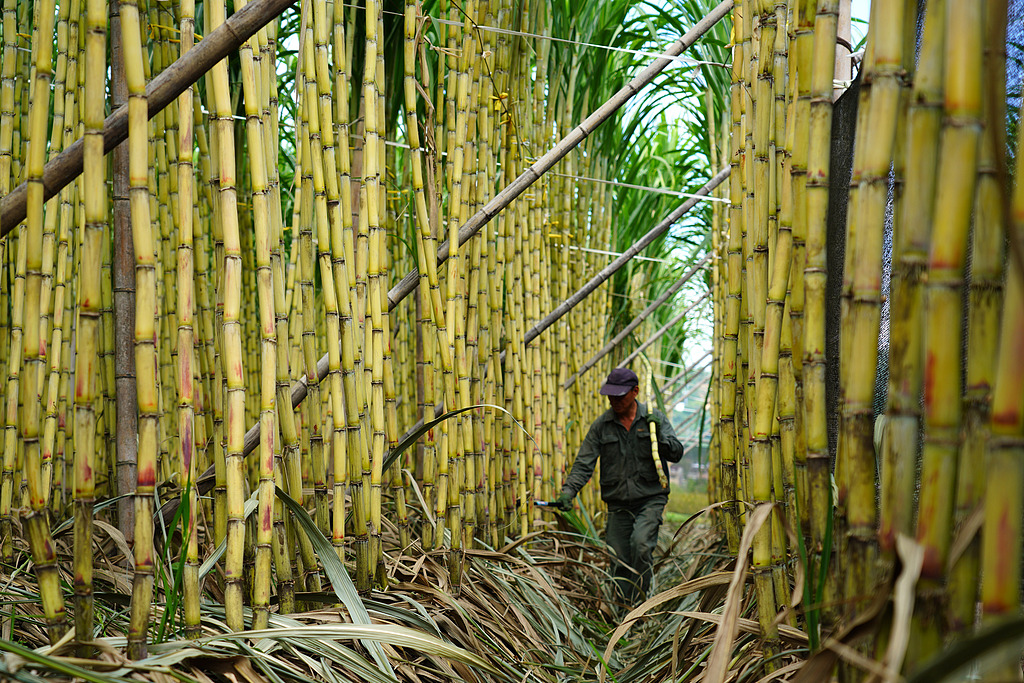 浙江乐清：农民在田地管护甘蔗