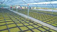 安徽安庆：村民在大棚内种植苔藓