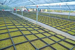 安徽安庆：村民在大棚内种植苔藓