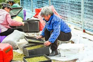 安徽安庆：村民在大棚内种植苔藓