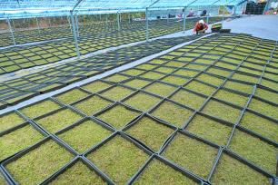 安徽安庆：村民在大棚内种植苔藓