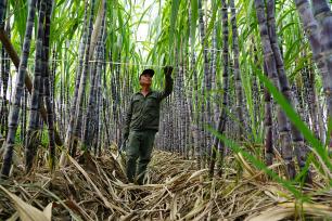 浙江乐清：农民在田地管护甘蔗