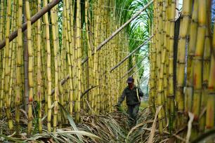 浙江乐清：农民在田地管护甘蔗