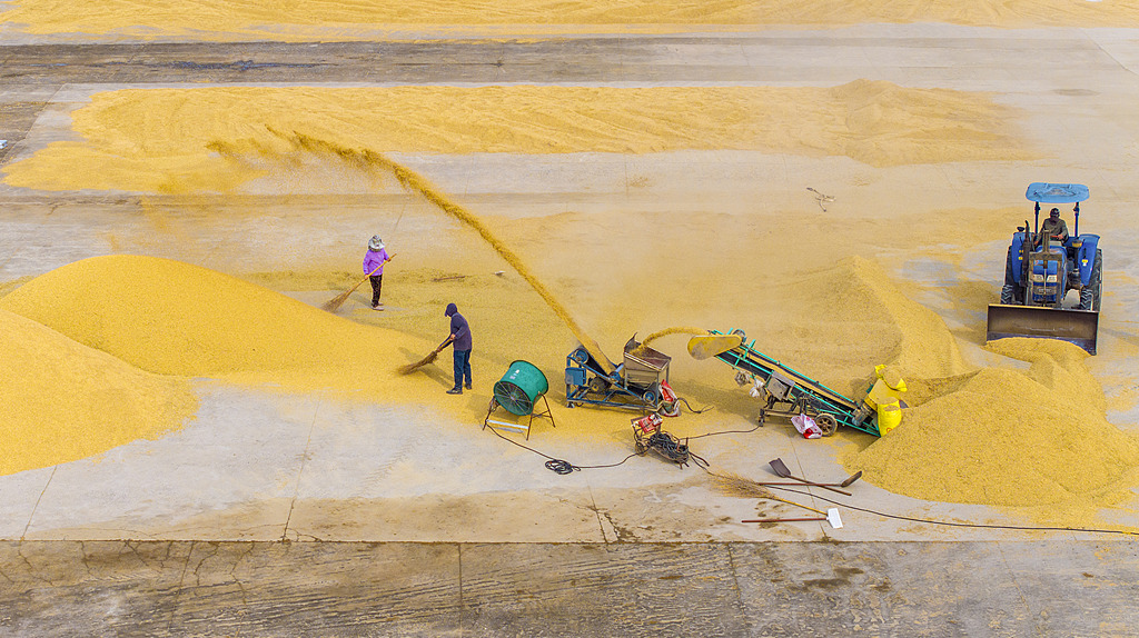 江苏宿迁：农户们在晒场扬谷