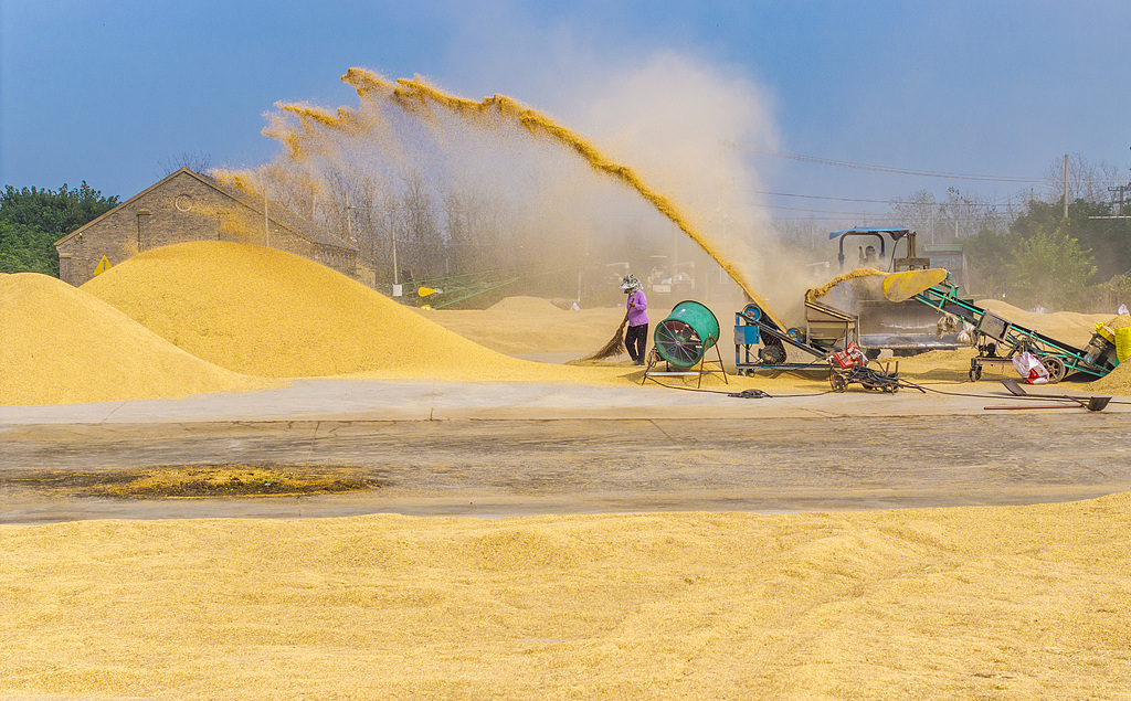 江苏宿迁：农户们在晒场扬谷
