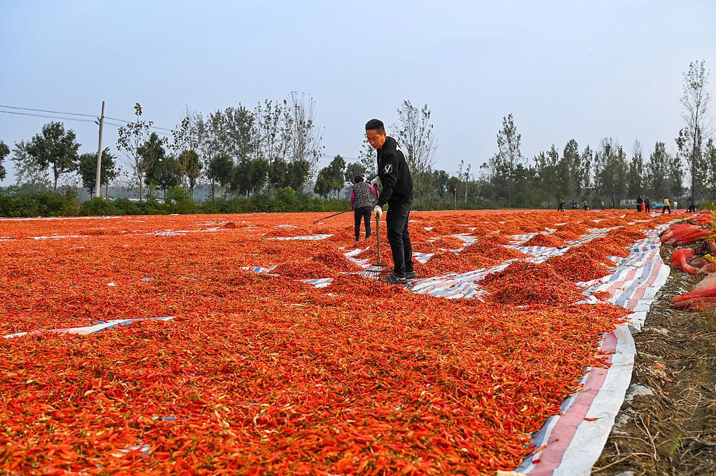 安徽亳州：村民晾晒辣椒