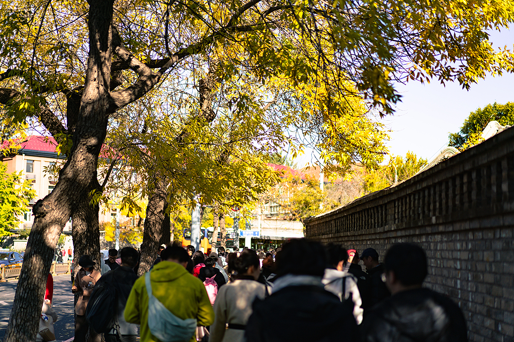 北京：五四大街秋叶金黄 游客纷至沓来