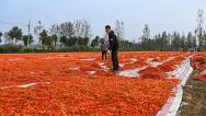 安徽亳州：村民晾晒辣椒