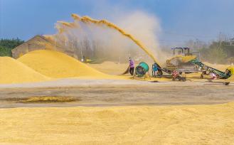 江苏宿迁：农户们在晒场扬谷