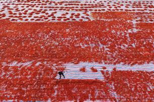 安徽亳州：村民晾晒辣椒