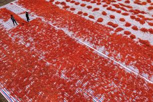 安徽亳州：村民晾晒辣椒