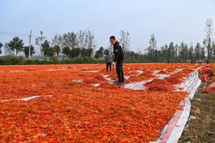 安徽亳州：村民晾晒辣椒