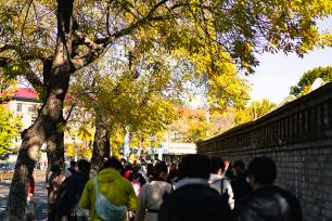 北京：五四大街秋叶金黄 游客纷至沓来