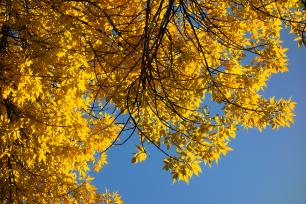 北京：五四大街秋叶金黄 游客纷至沓来