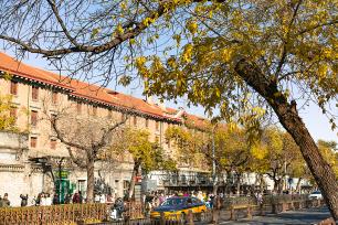 北京：五四大街秋叶金黄 游客纷至沓来