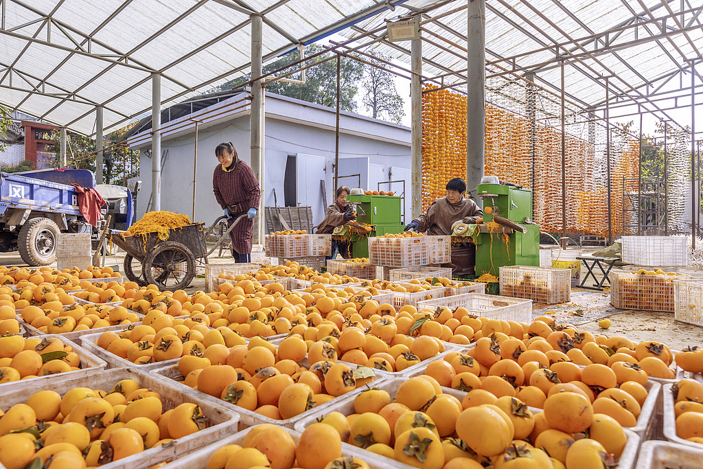 山西运城：村民忙着制作柿饼