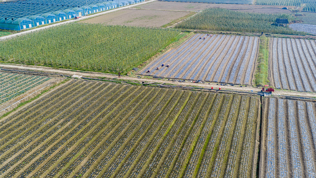 贵州黔东南：村民移栽莴笋蔬菜苗