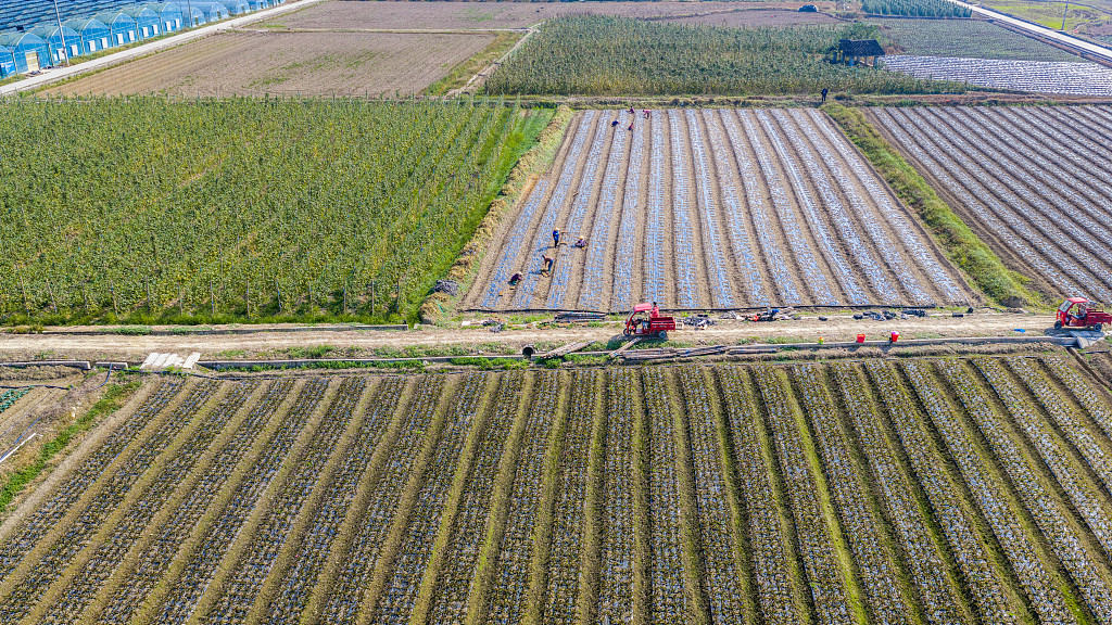 贵州黔东南：村民移栽莴笋蔬菜苗