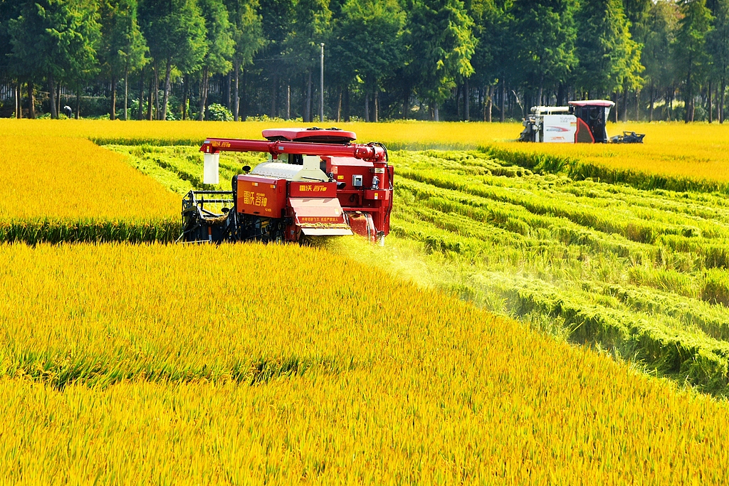 江苏如皋：水稻迎成熟收获期 稻浪滚滚飘香