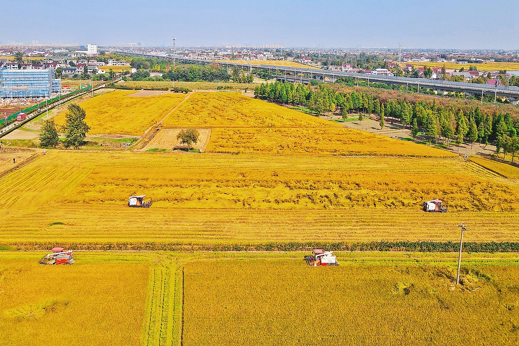 江苏如皋：水稻迎成熟收获期 稻浪滚滚飘香
