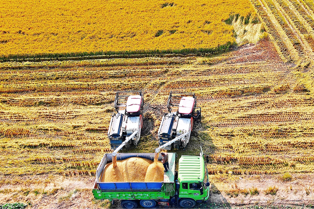 江苏如皋：水稻迎成熟收获期 稻浪滚滚飘香