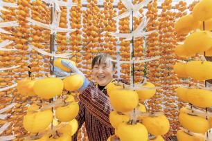 山西运城：村民忙着制作柿饼