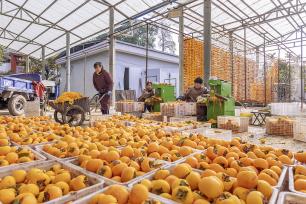 山西运城：村民忙着制作柿饼