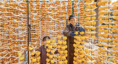 山西运城：村民忙着制作柿饼