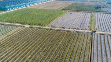 贵州黔东南：村民移栽莴笋蔬菜苗