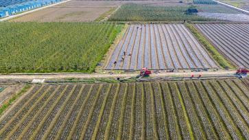 贵州黔东南：村民移栽莴笋蔬菜苗